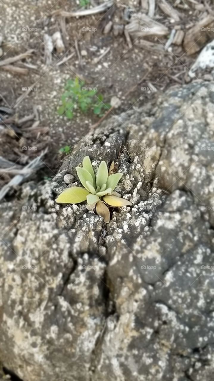 Flower in the stone.