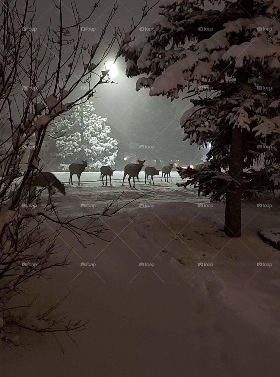 Deer in the winter snow