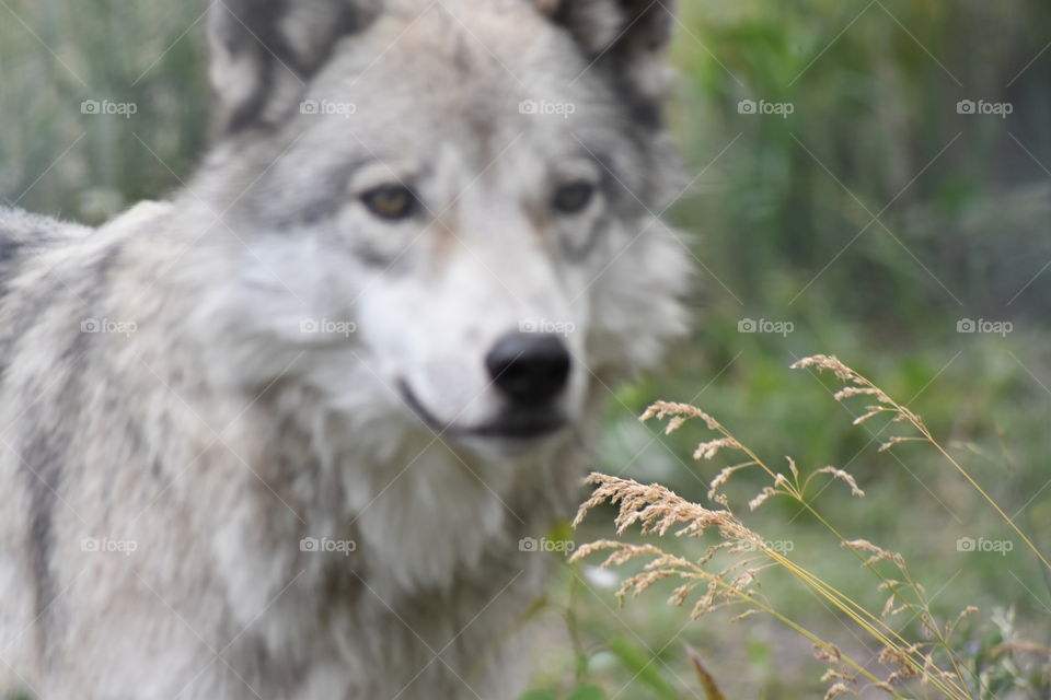 An off-focus shot of a wolf dog in British Columbia