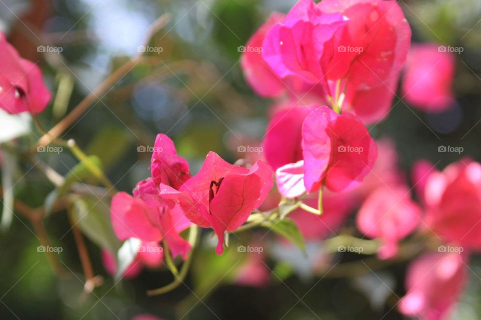 Pink flowers 