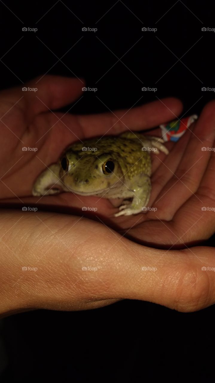 Toad appears after a hard rain