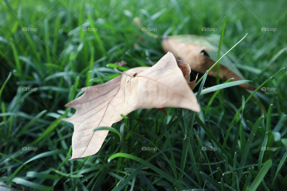 The first piece of leaves indicates the arrival of autumn