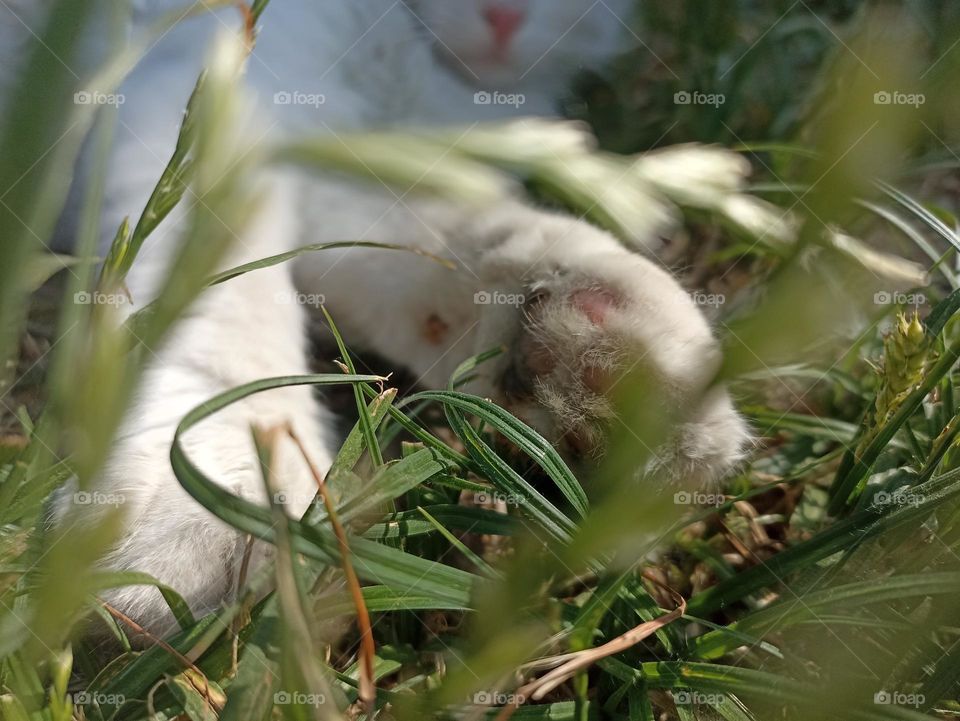 White fluffy male cat close-up. Animal photography