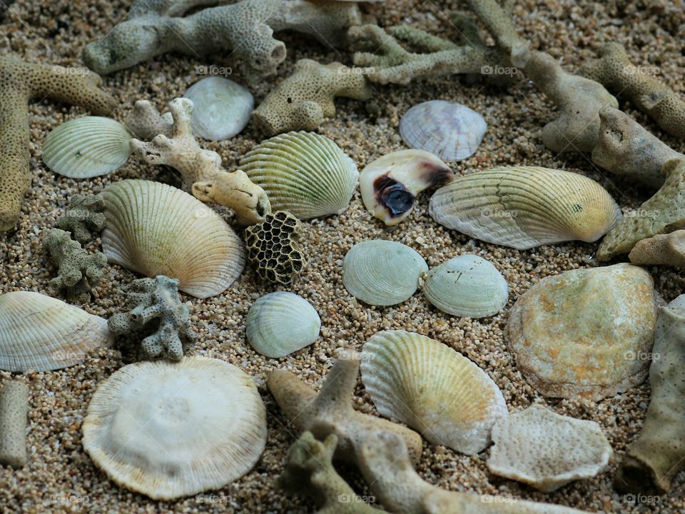 A Group of Shells