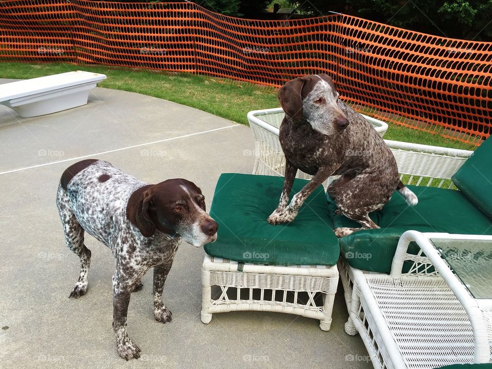 German Shorthaired Pointers