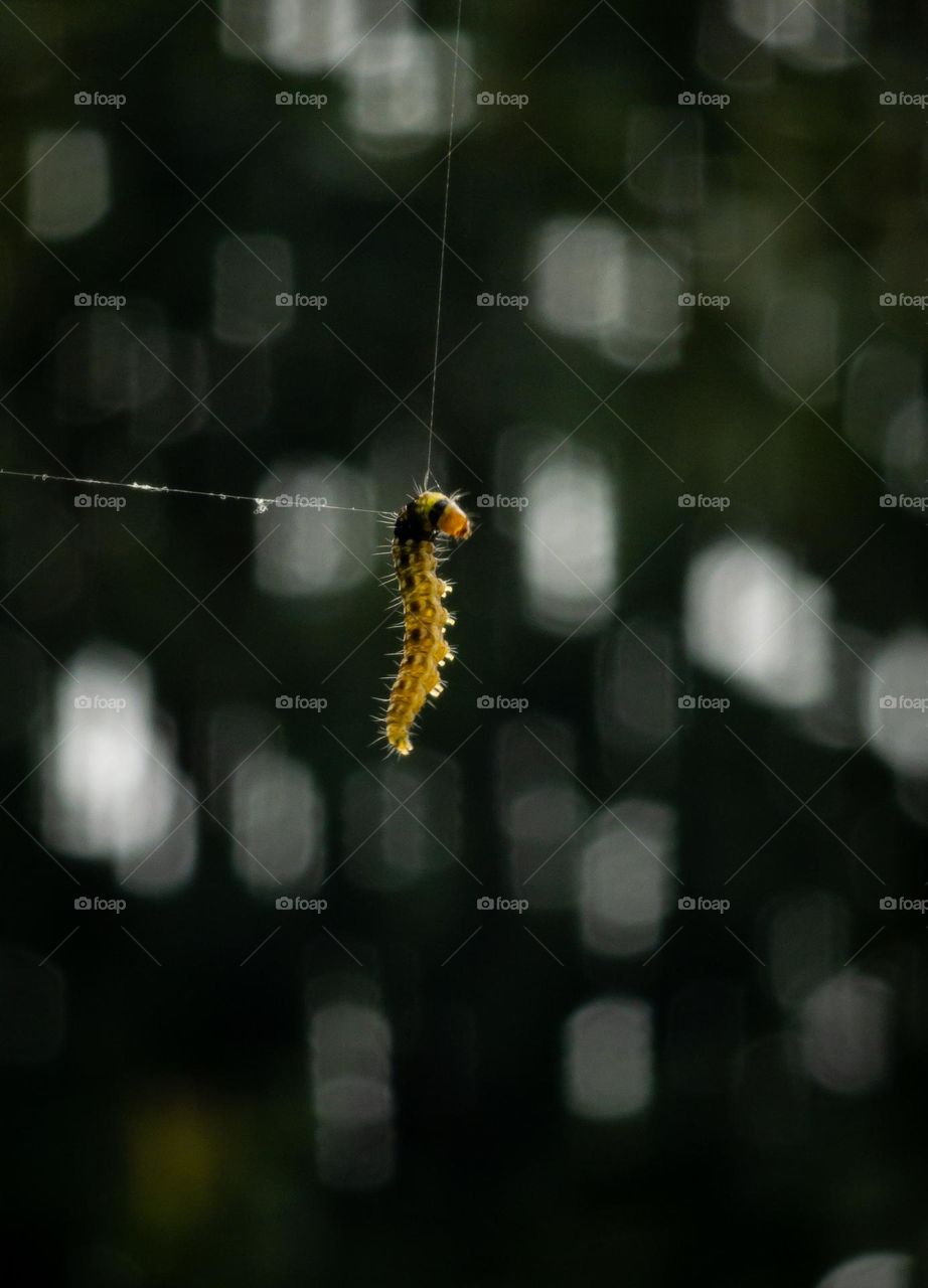 Caterpillar hanging on a spider web