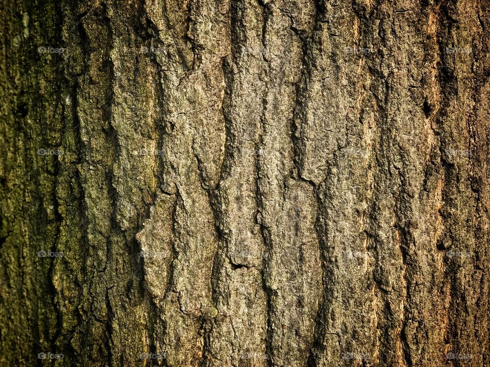 A close up abstraction of the bark of a tree 