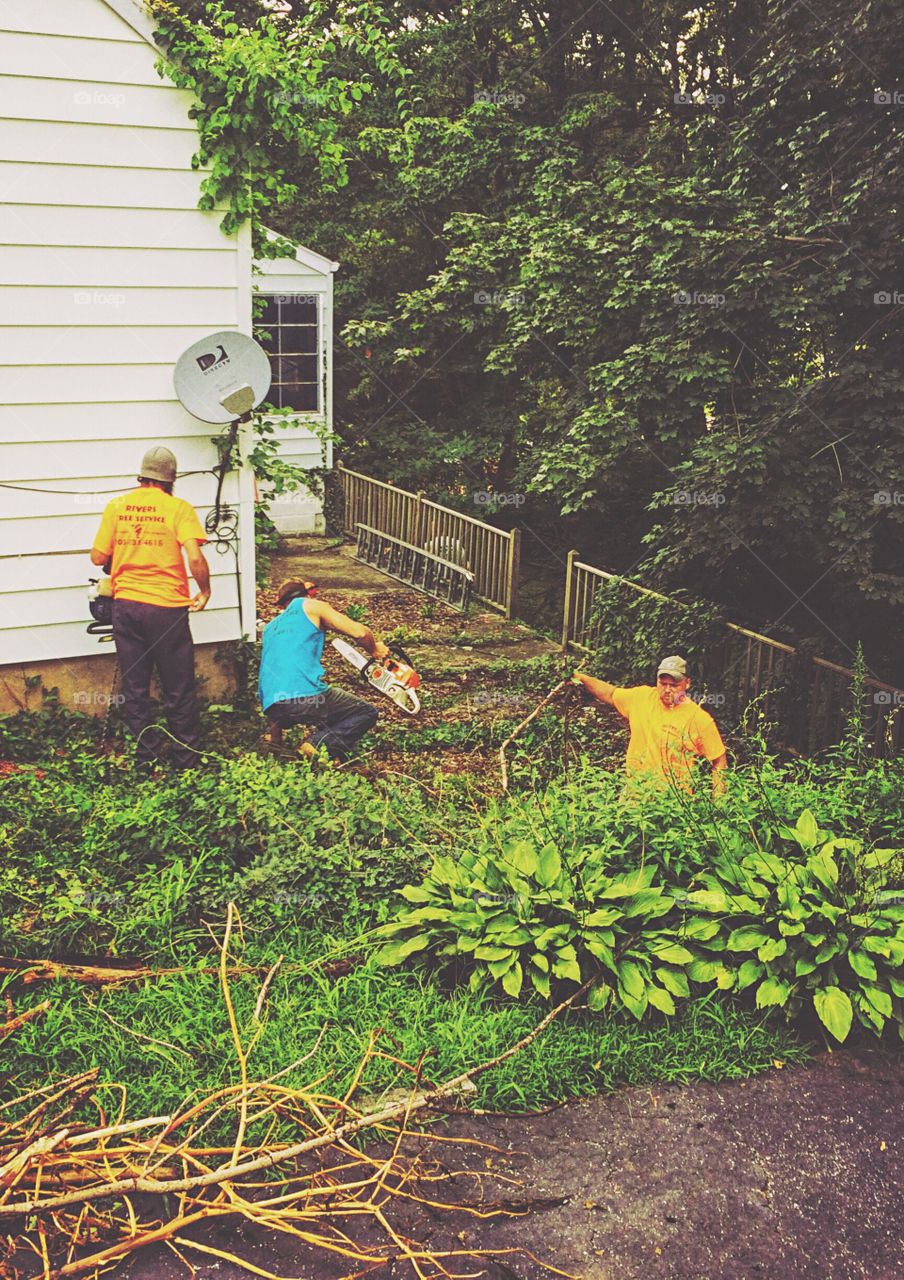 People cutting trees outdoors with tree removal