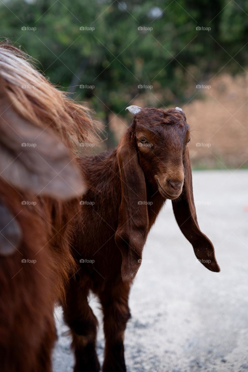 Cute little goat with long years looking at camera. Funny animal portrait