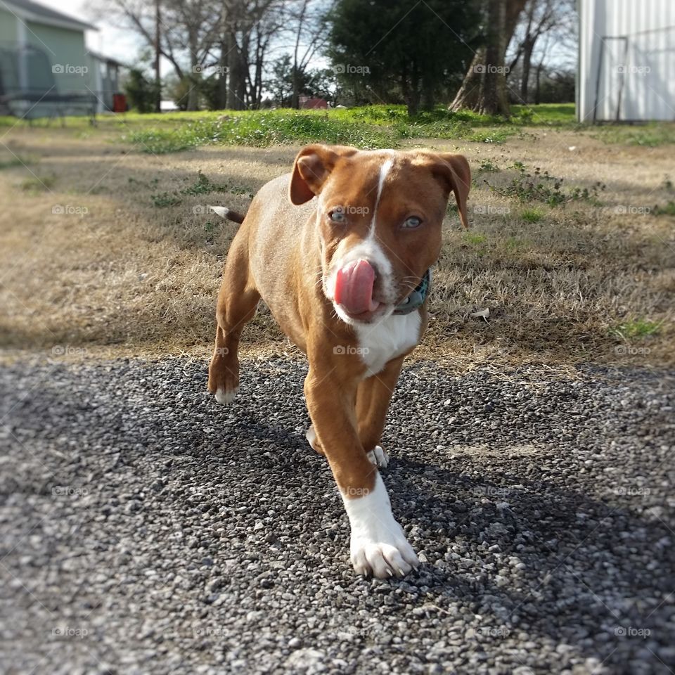 A Catahoula pit bull cross puppy dog