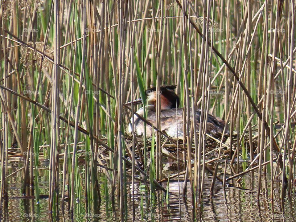 Great Crested Grebe on the nest