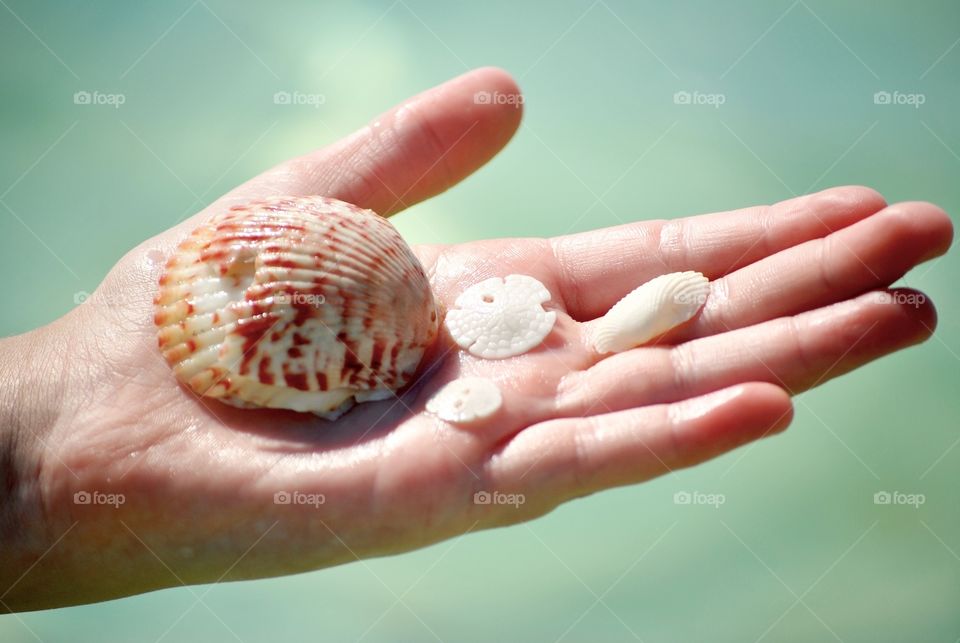 Shell Hunting