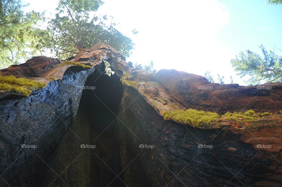 Redwood cave