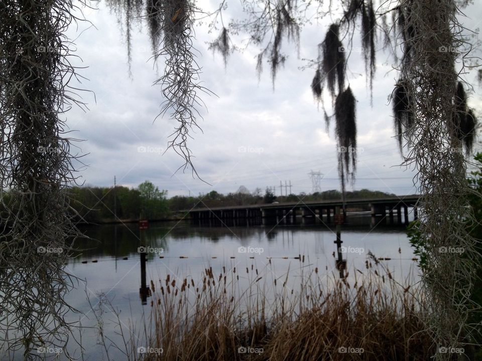 Spanish moss frames the view