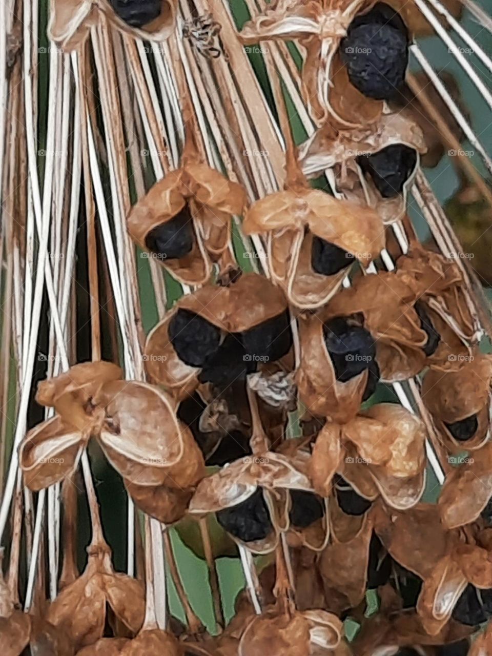 macro of decorative garlic seeds