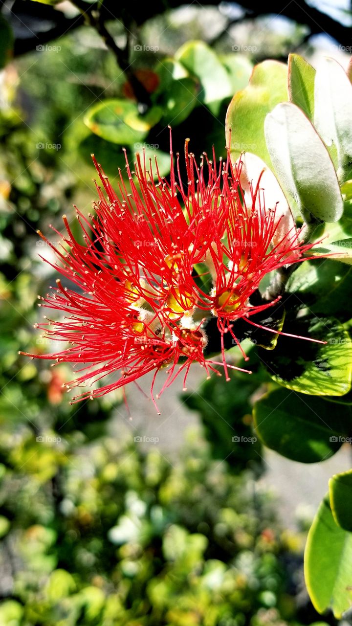 Oh is Lehua flower
