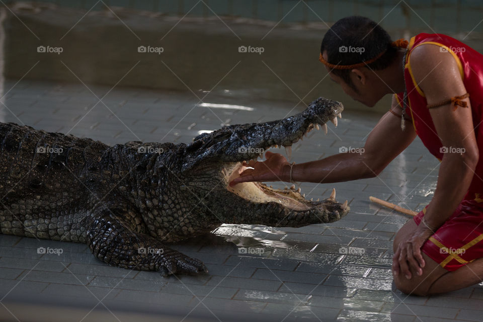 Crocodiles show