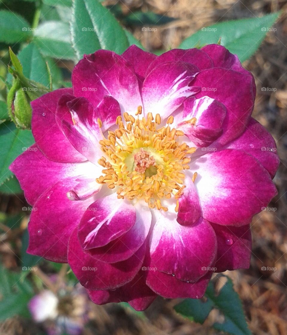 spectacular specimen