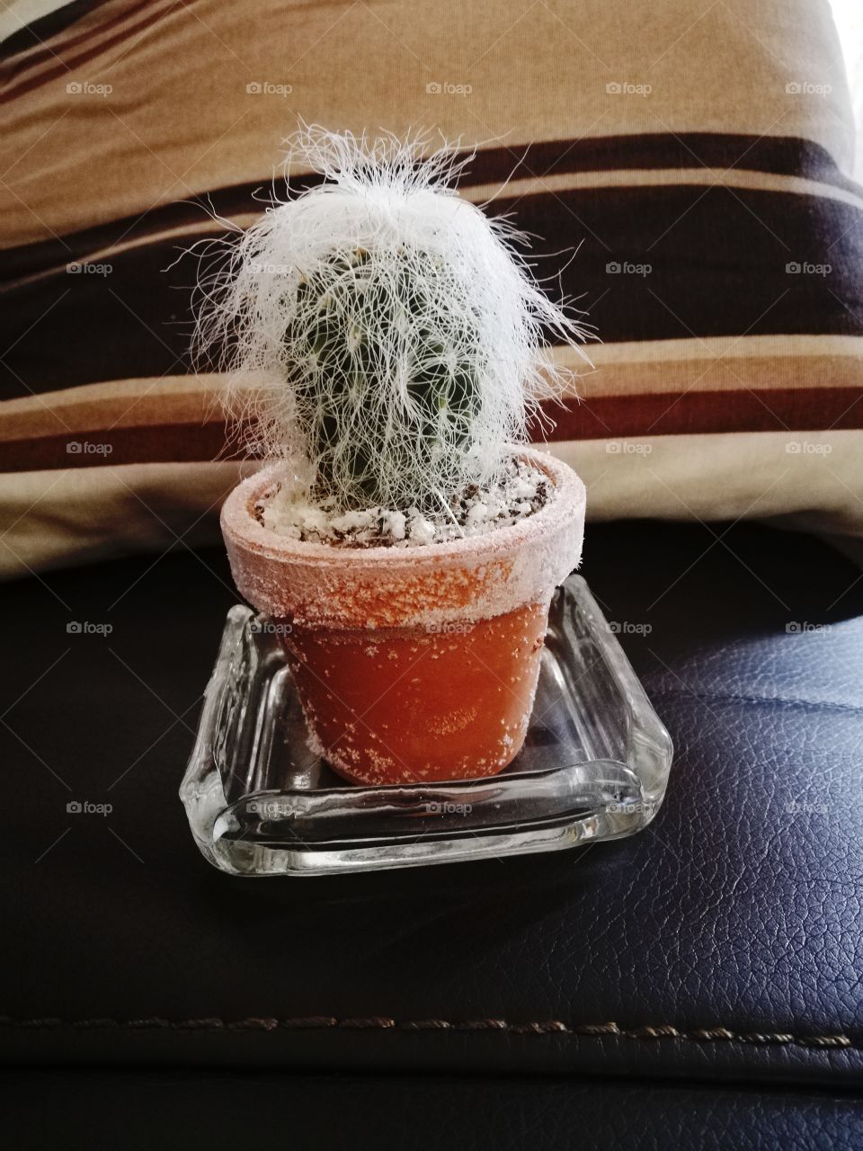 Cactus de la vida