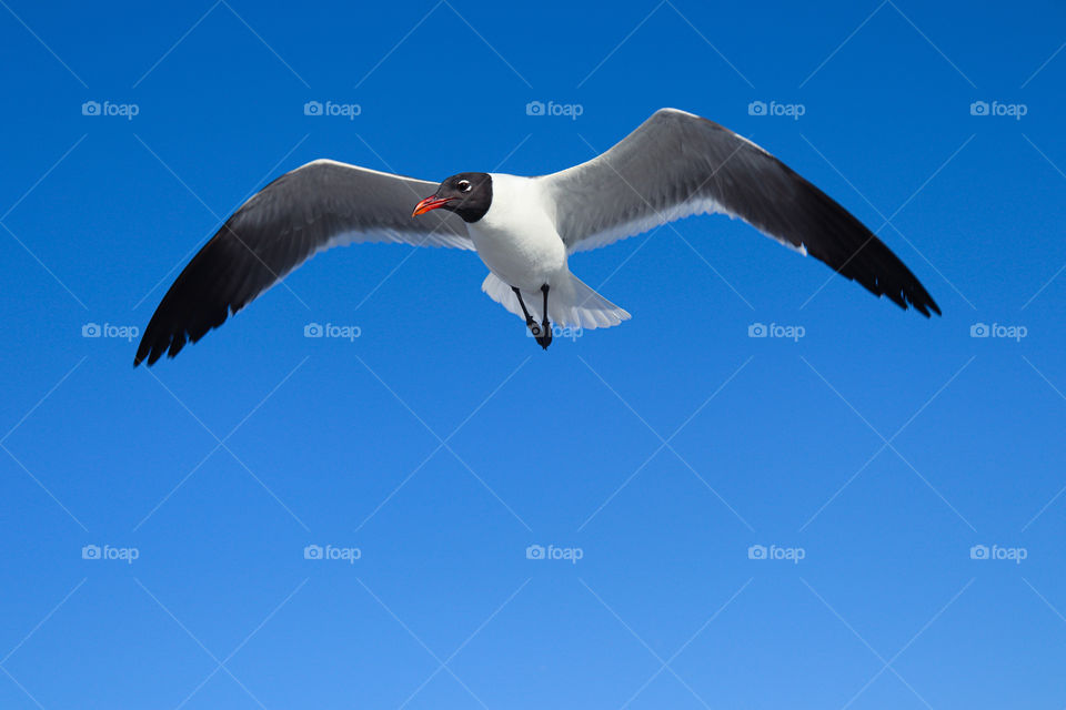 flying seagull