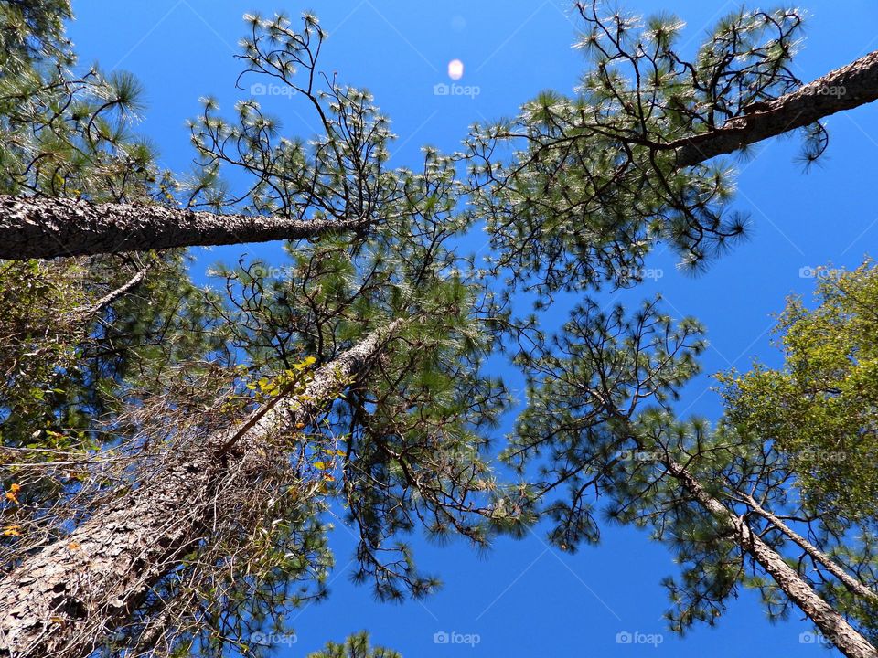 From the ground up - What the world looks like from a “frogs perspective”