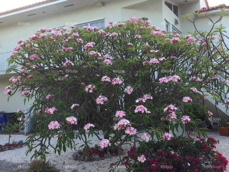 Frangipani tree blooming