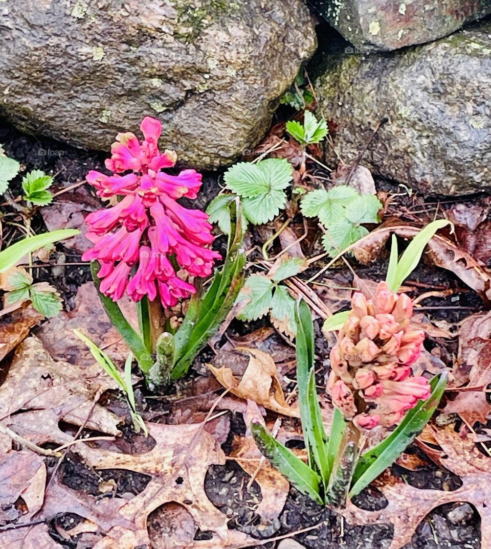 Fresh pink hyacinths bloom in the cool New England spring, their vibrant flowers emerging from the earth. The soft petals contrast against the awakening greenery, signaling the arrival of warmer days and the season’s renewal.