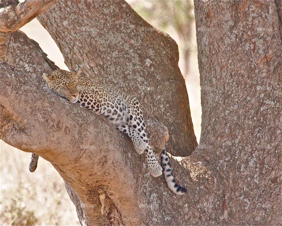 Lounge Leopard