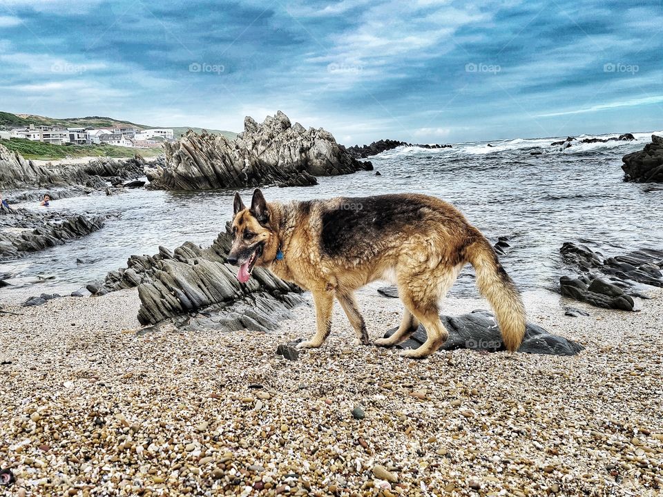 German Sheppard dog walking on a beach on a grey overcast day