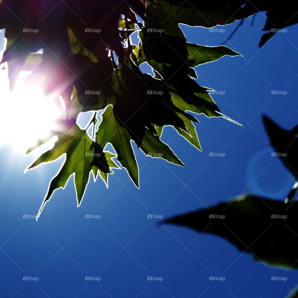 Nature, Bird, Leaf, Light, Tree