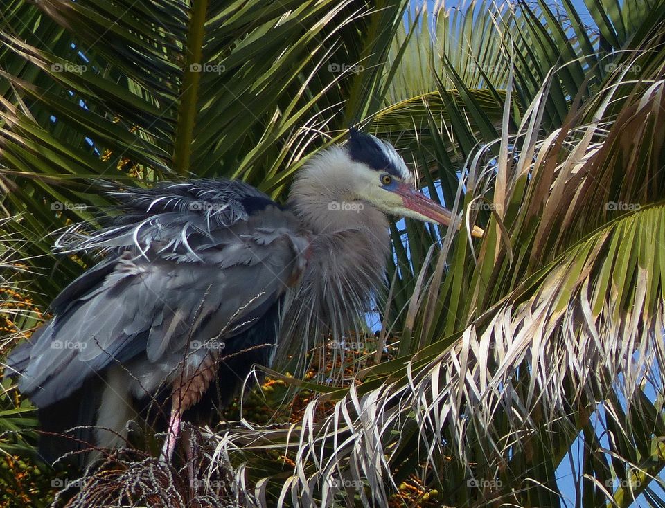 Ruffled feathers 