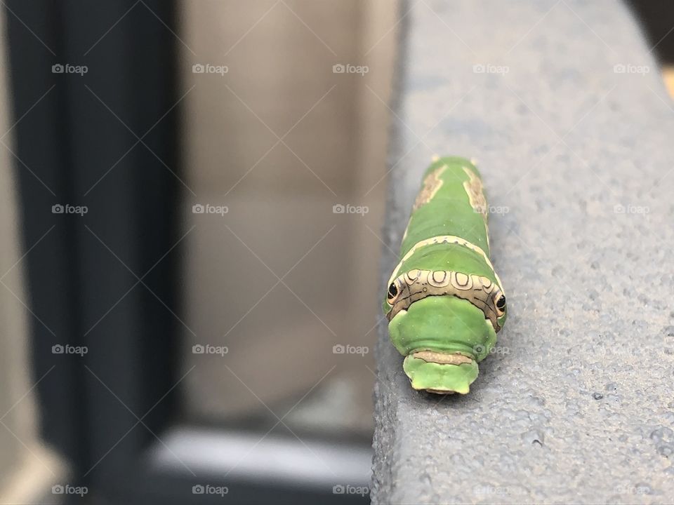A Citrus Butterfly Caterpillar. What a great find in my tiny garden. 