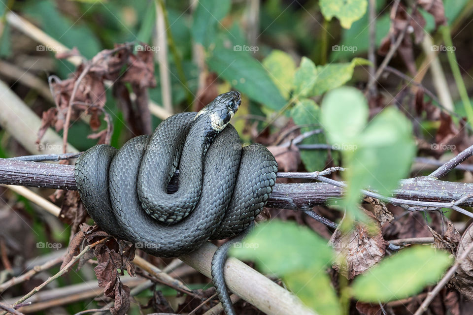 Wildlife grass snake , vild orm vattensnok natur 
