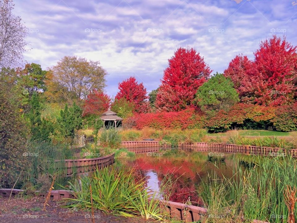 Red autumn 