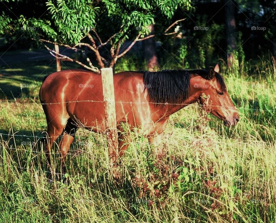 Horse in pasture