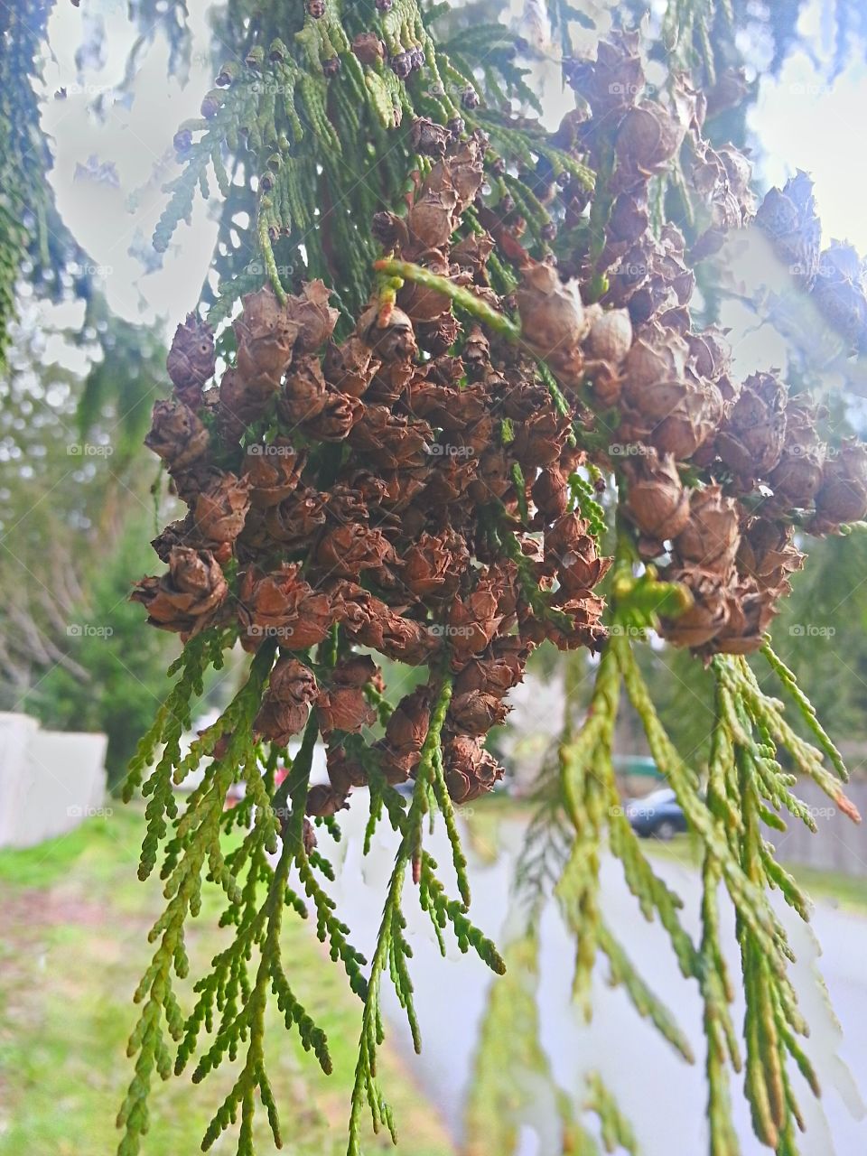 Cedar or Hemlock? . Picture taking while getting exercise! 