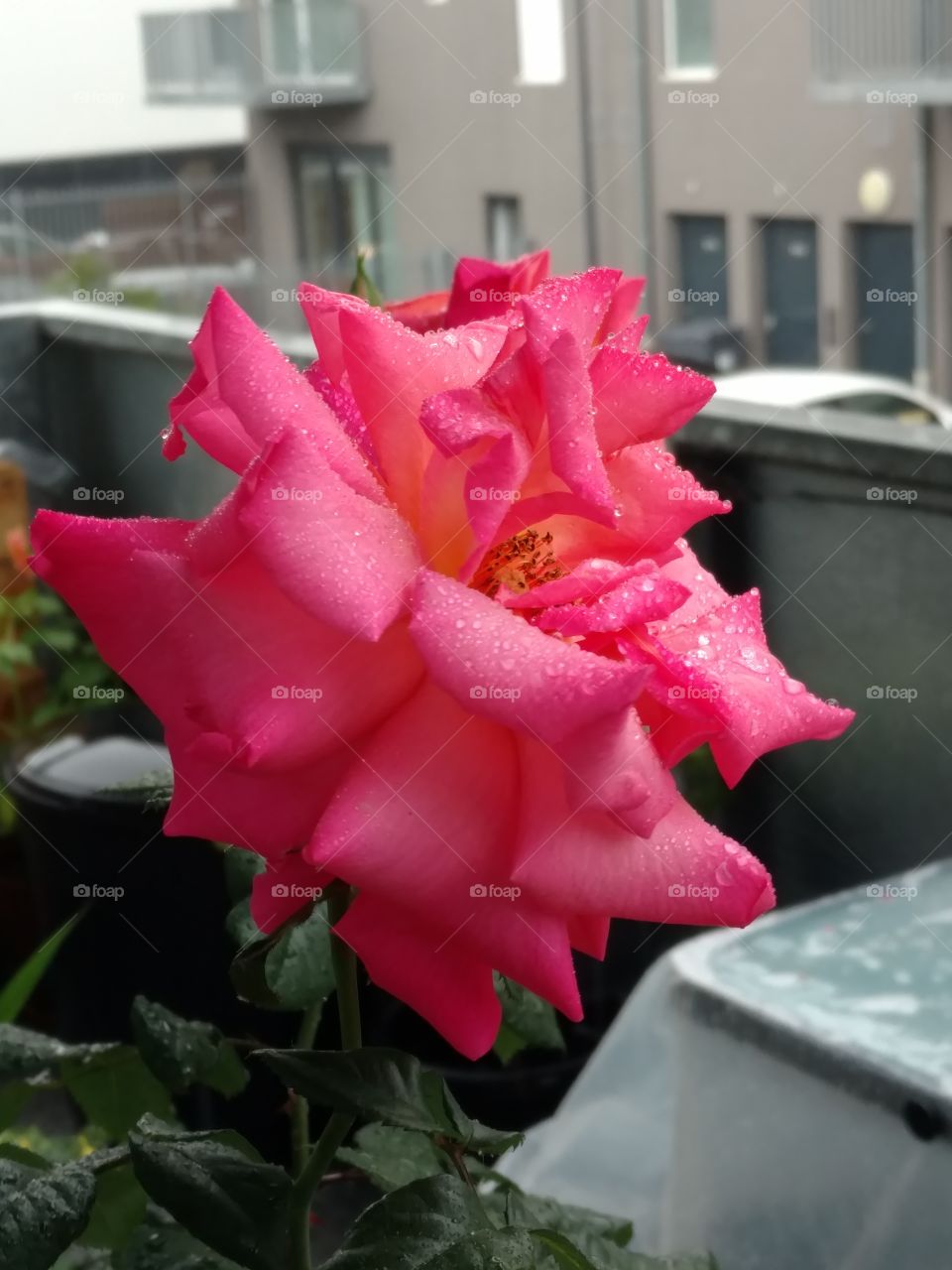 Freisinger Morgenröte