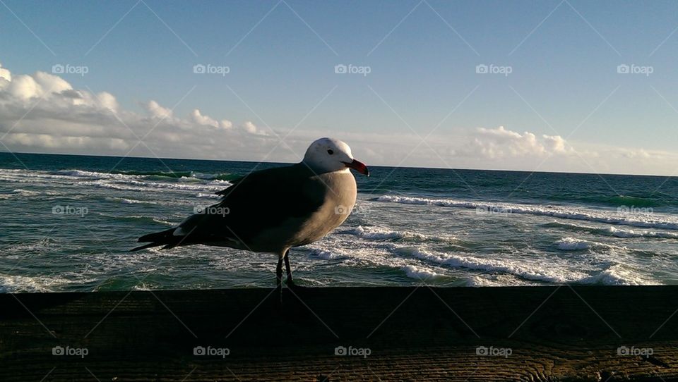 Johnathan Livingston seagull
