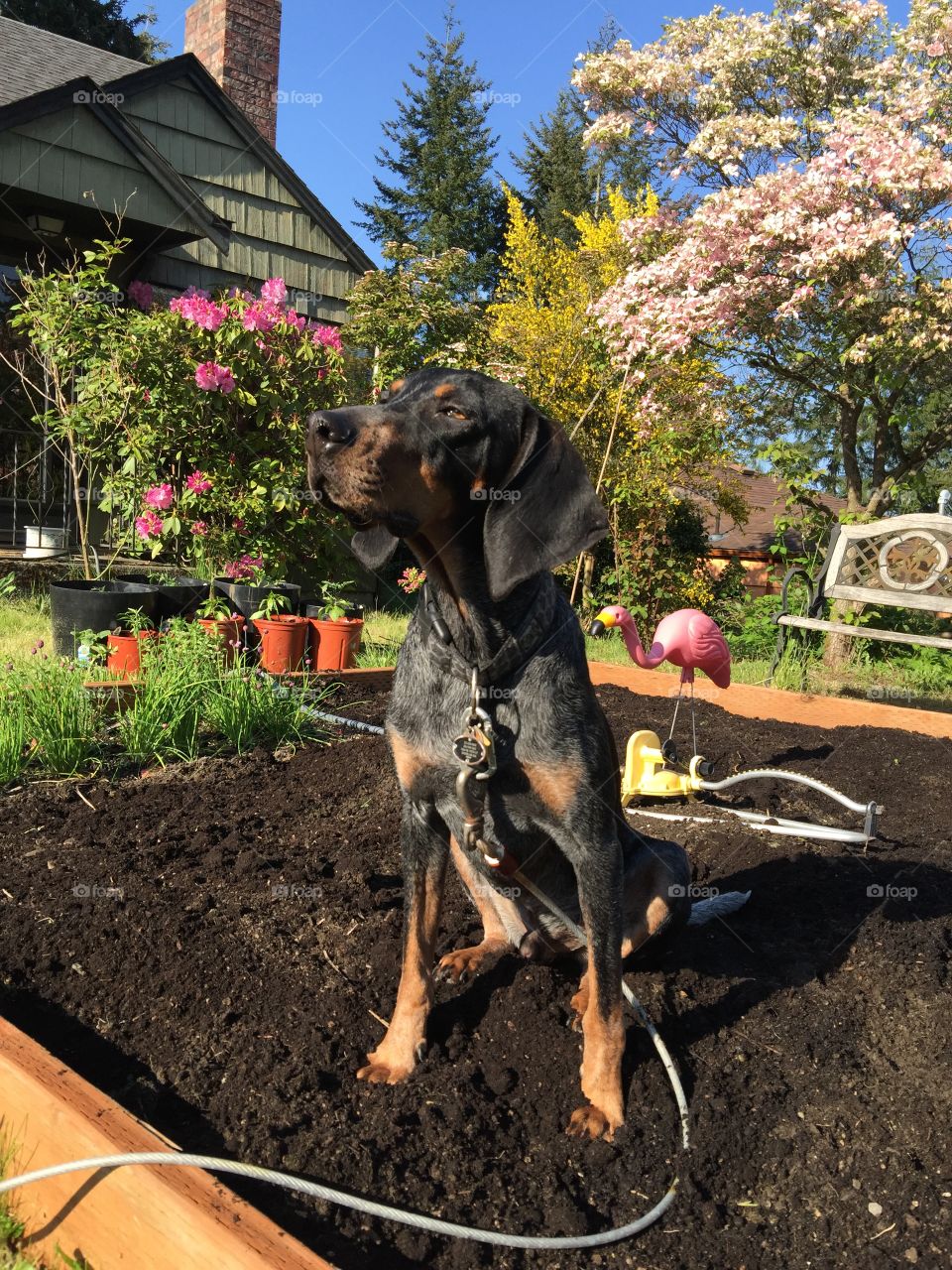 Friday gardening. My helper today as I get the gardening bed ready for vegetables