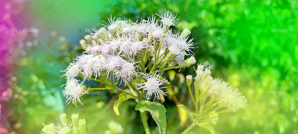 Siam weed or Devil weed seems good