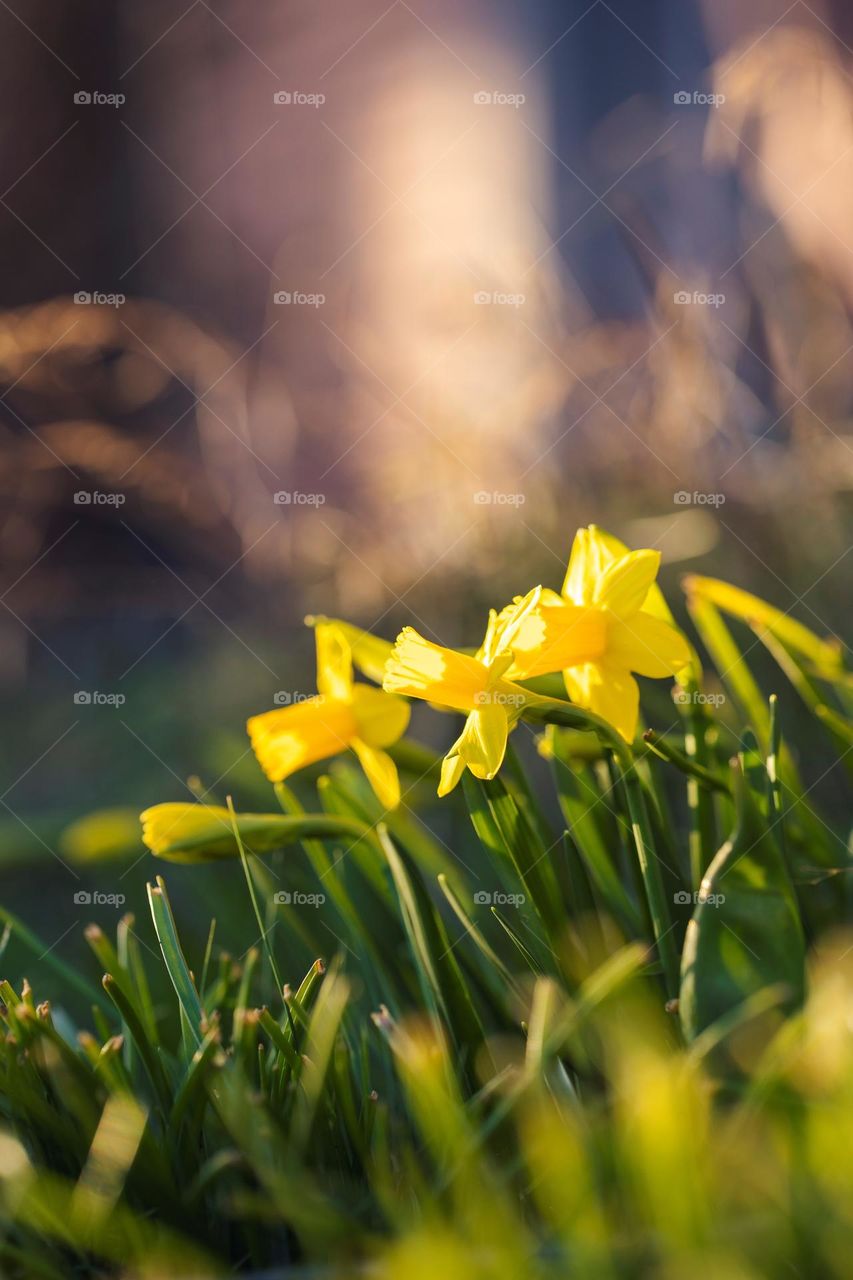 a portrait of a bunch of yellow daffodils standing tall in a garden on during sunset.