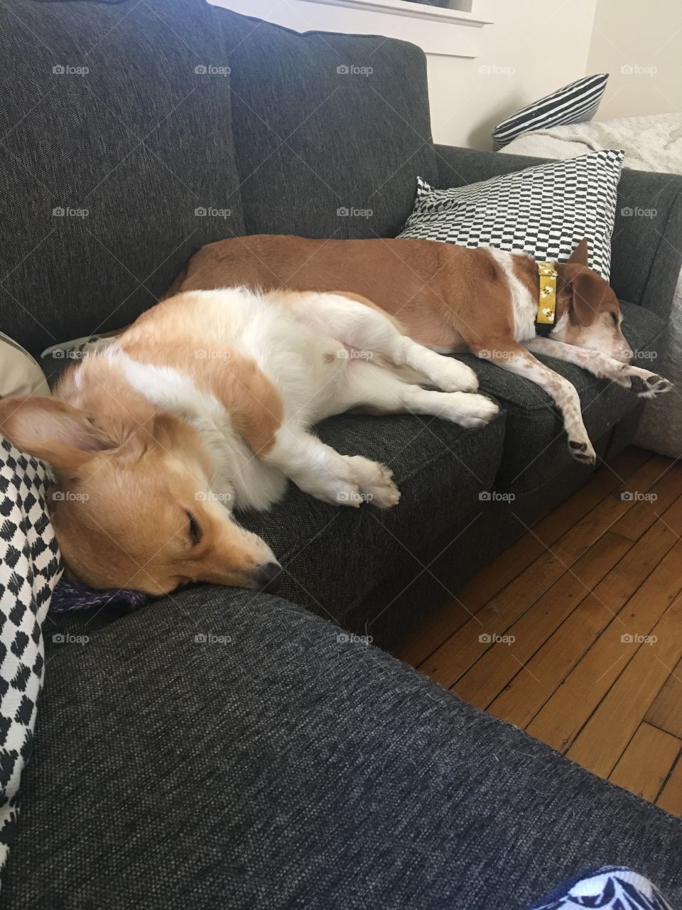 Sleepy dogs puppies corgi beagle couch cute