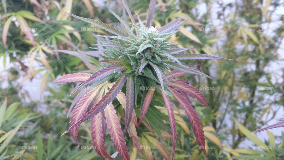 marijuana plant get off