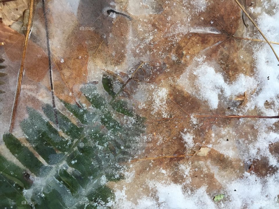 Frozen fern 