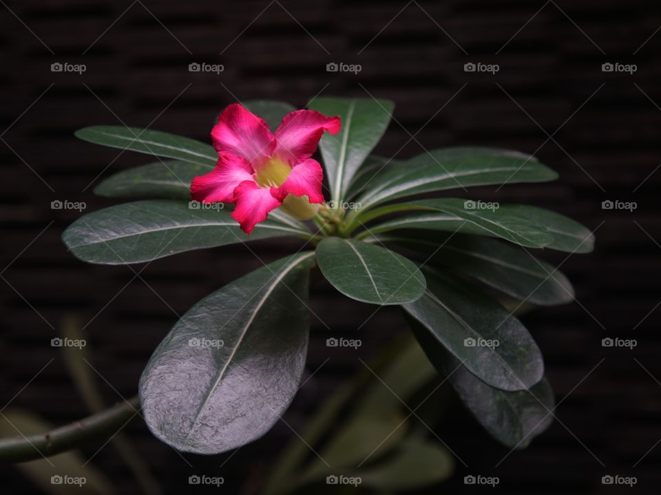 Adenium obesum aka frangipani aka kamboja jepang
