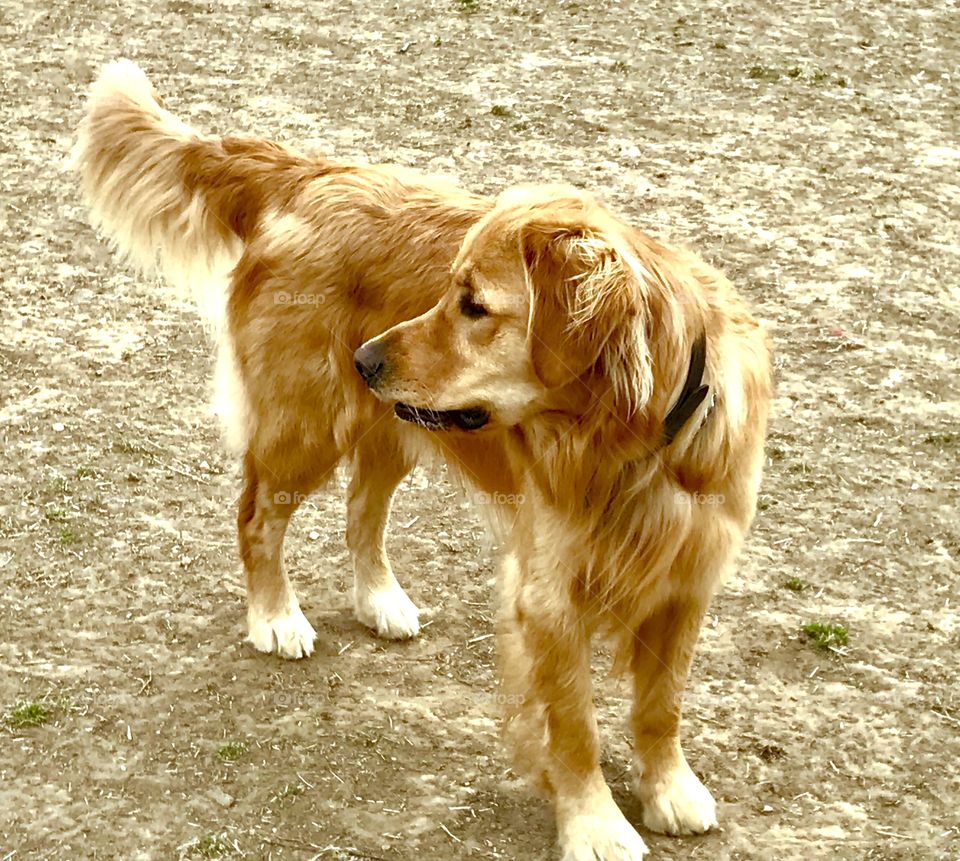 Golden Retriever 