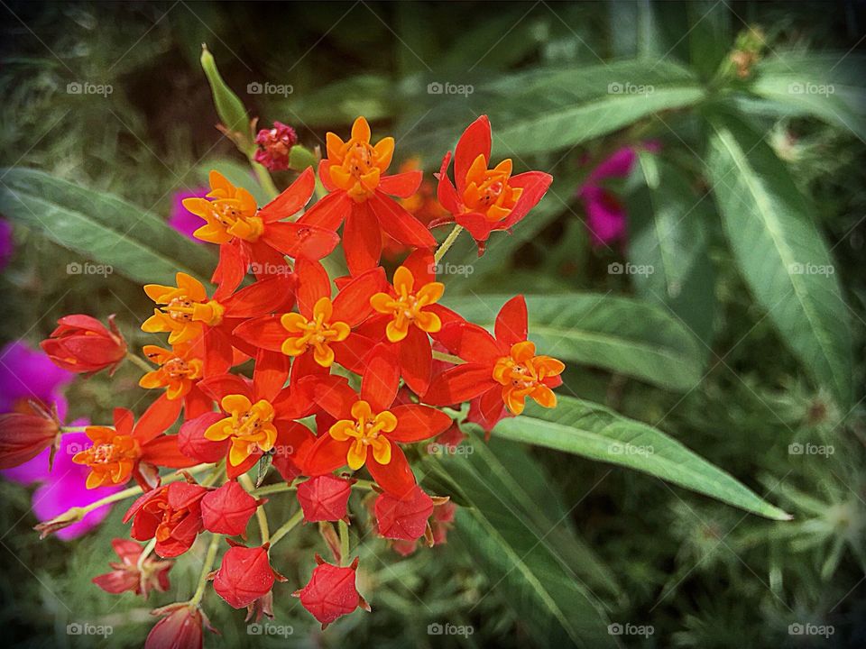 Bright orange milkweed ready for hungry Monarch butterflies.