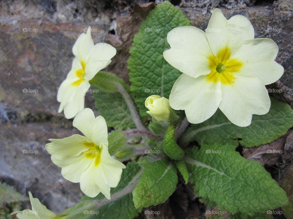 Flower, Nature, Flora, Leaf, No Person