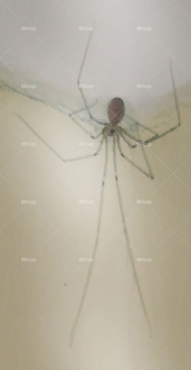 Spider