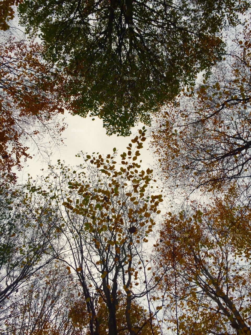 Autum in Denmark 